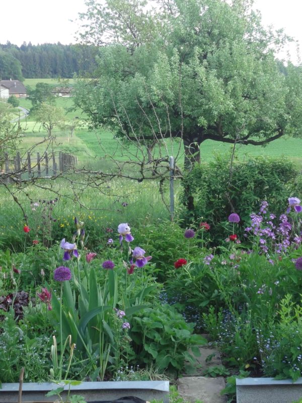 My cottage garden